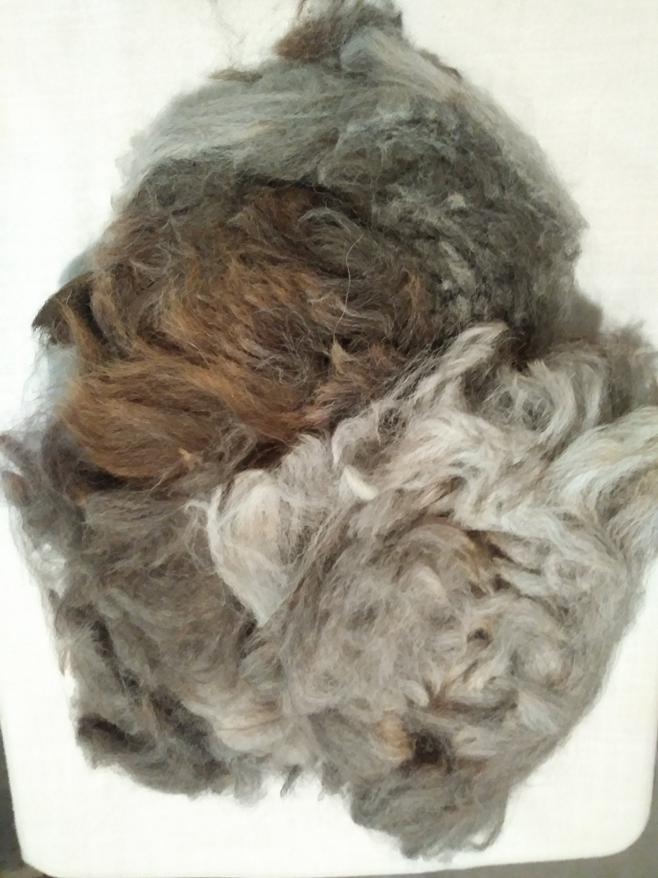 Raw Alpaca fiber